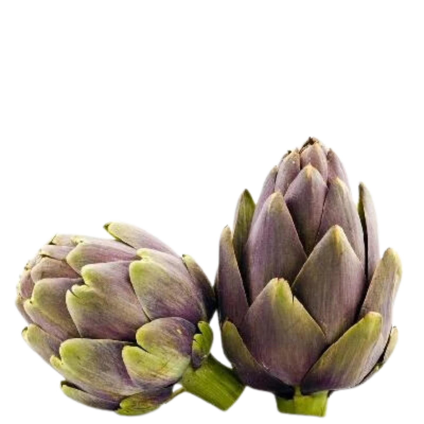 Zorzi Artichoke - Cynara cardunculus - Carciofo Violetto di Provenza Seeds