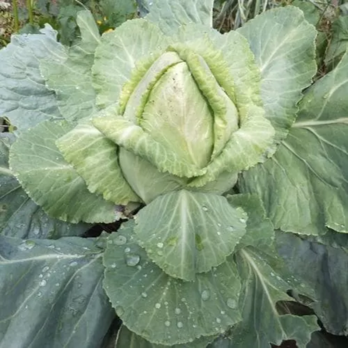 Zorzi Cabbage - Brassica Olearacea L. - Cavolo Cappuccio Cuor di Bue Grosso Seeds
