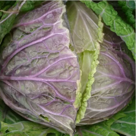 Zorzi Savoy Cabbage - Brassica Olearacea L. - Cavolo Verza Violaceo di Verona Seeds