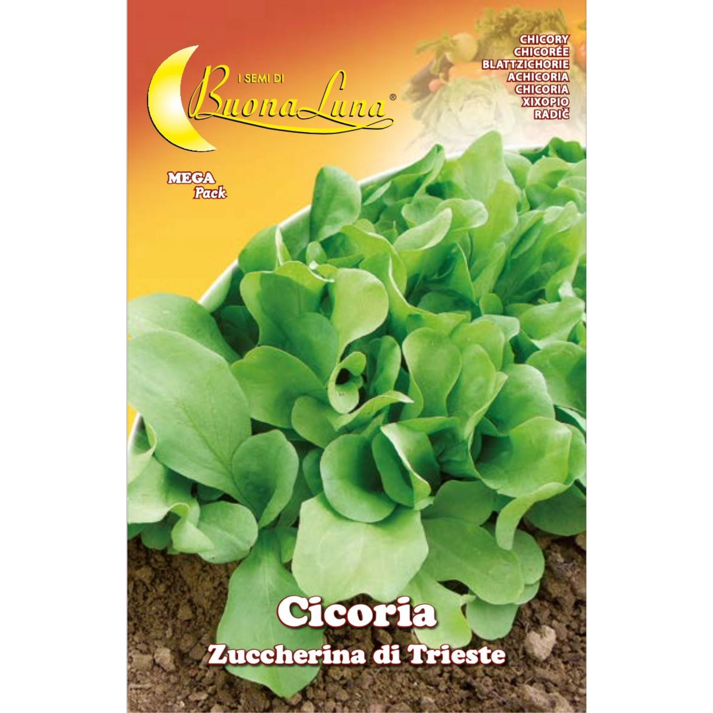 Buona Luna Trieste Sweet Chicory - Cichorium Intybus - Cicoria Zuccherina di Trieste Seeds