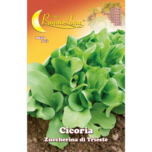 Trieste Sweet Chicory - Cichorium Intybus - Cicoria Zuccherina di Trieste Seeds