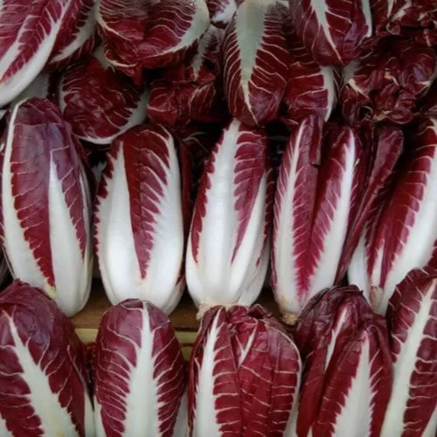 Zorzi Treviso Red Chicory - Cichorium Intybus - Cicoria Rossa di Treviso Seeds