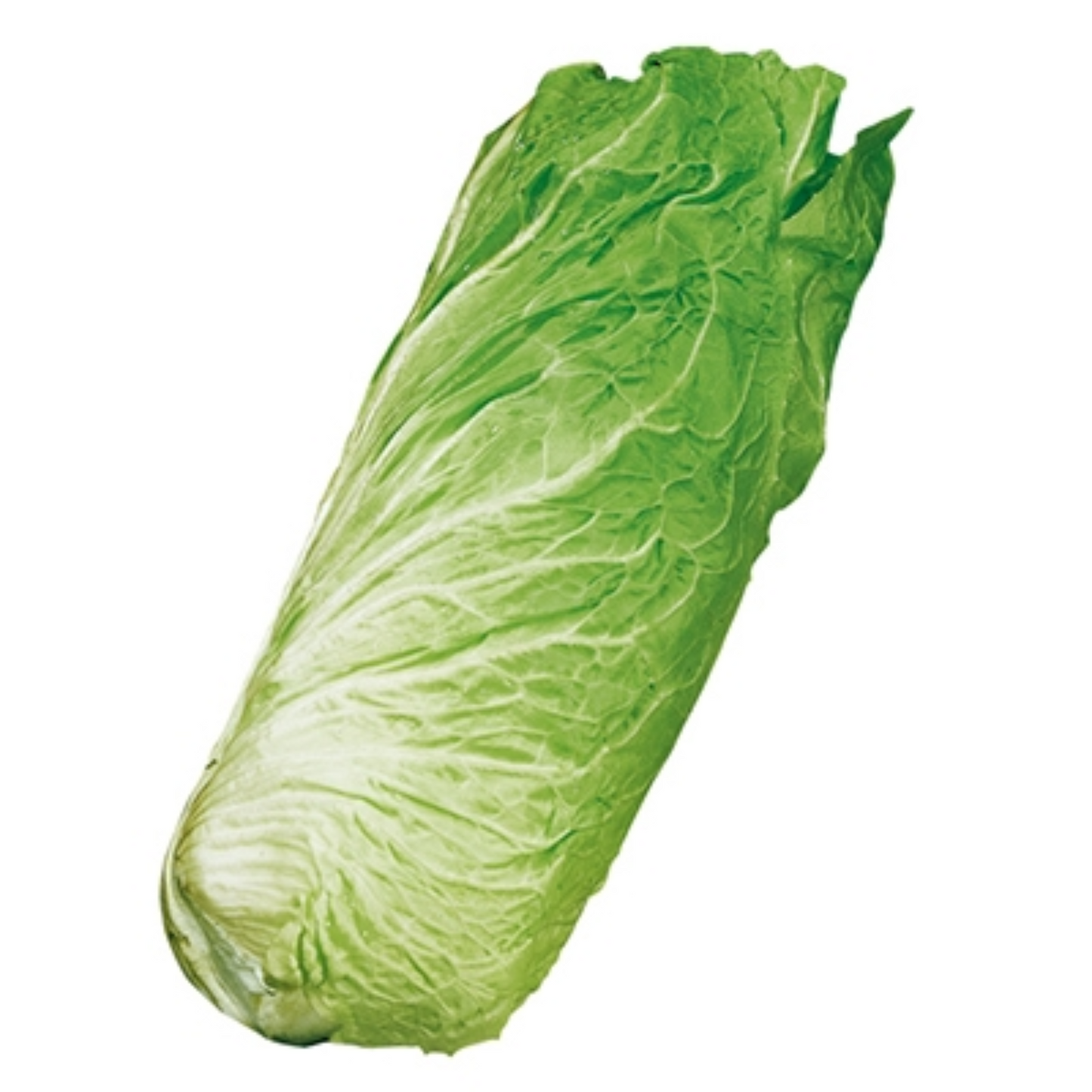 Zorzi Sweet Chicory - Cichorium Intybus - Cicoria Pan di Zucchero Seeds