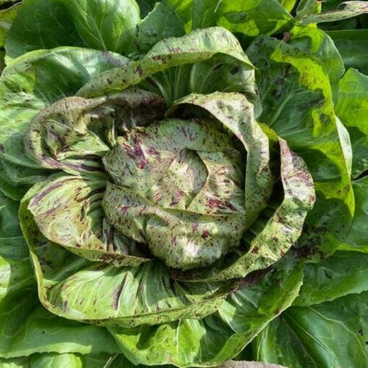 Zorzi Castelfranco Chicory - Cichorium Intybus - Cicoria Variegata di Castelfranco Seeds