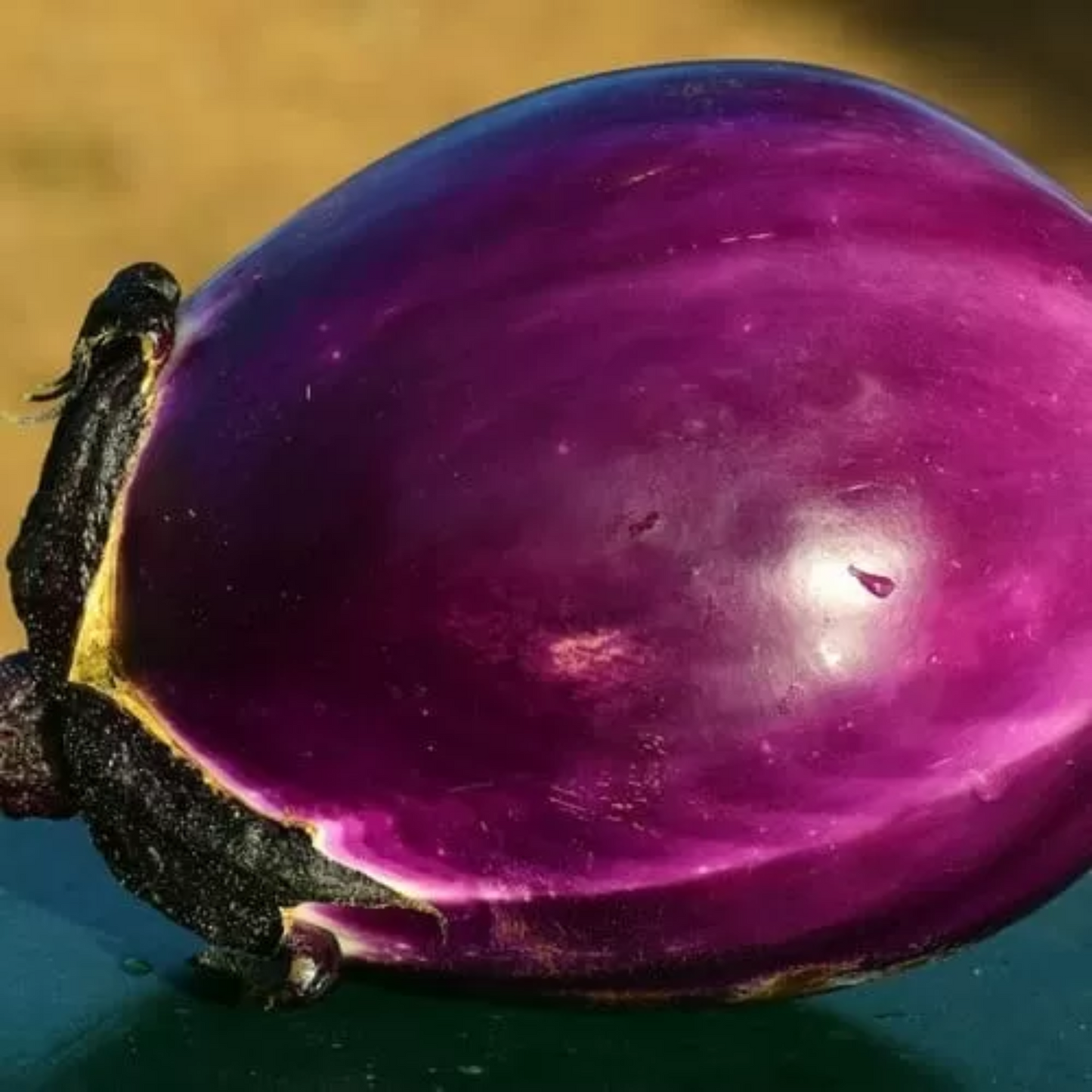 Zorzi Eggplant - Solanum Melongena - Melanzana Violetta di Firenze Seeds
