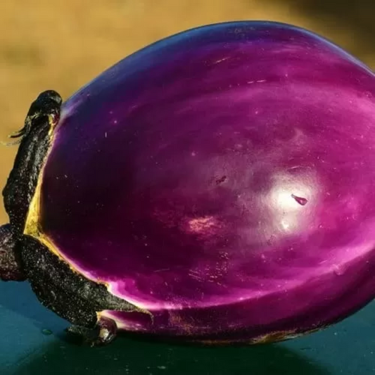 Zorzi Eggplant - Solanum Melongena - Melanzana Violetta di Firenze Seeds