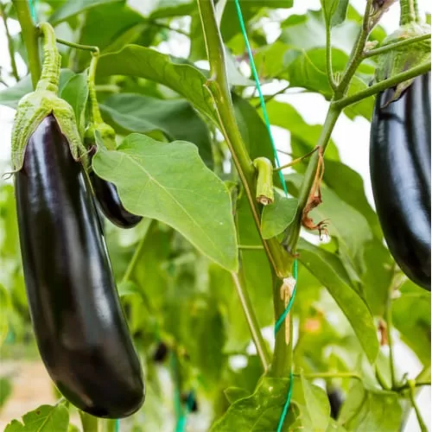 Zorzi Eggplant - Solanum Melongena - Melanzana Violetta Lunga Seeds