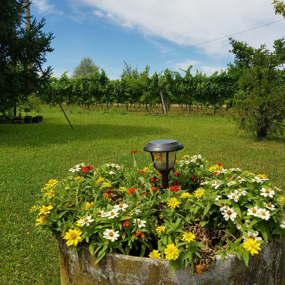 Italian Wine Connection winery in the Veneto region