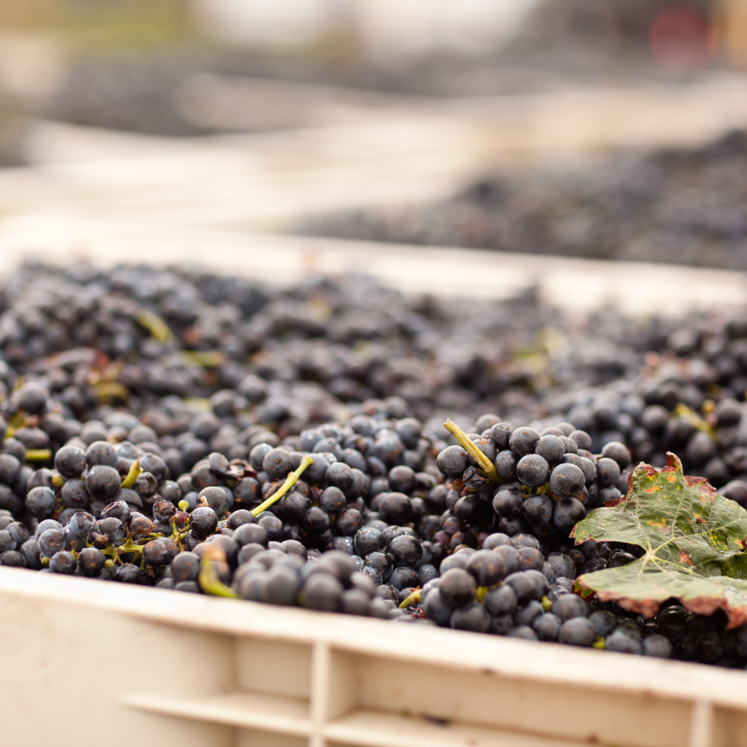Amarone della Valpolicella: Crafting the Elixir of Dried Grapes