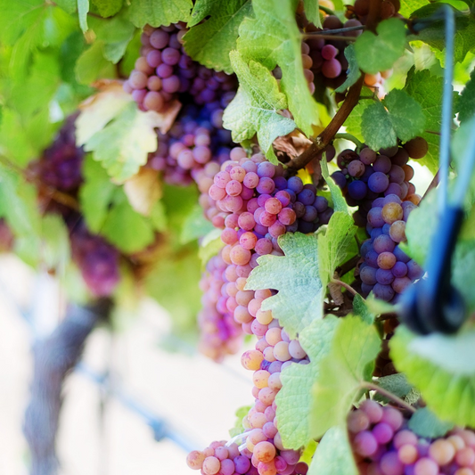 Indigenous Grape Varieties That Define Italian Wine