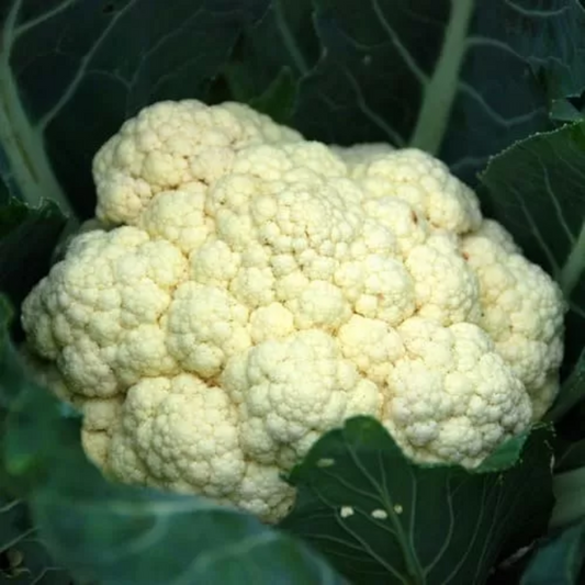 Cauliflower - Brassica Olearacea L. - Cavolfiore Napoletano Natalino Seeds
