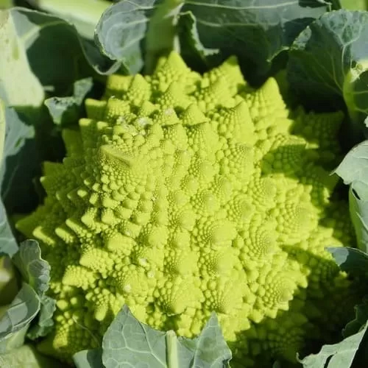 Cauliflower - Brassica Olearacea Botrytis - Cavolfiore Romanesco Natalino Seeds