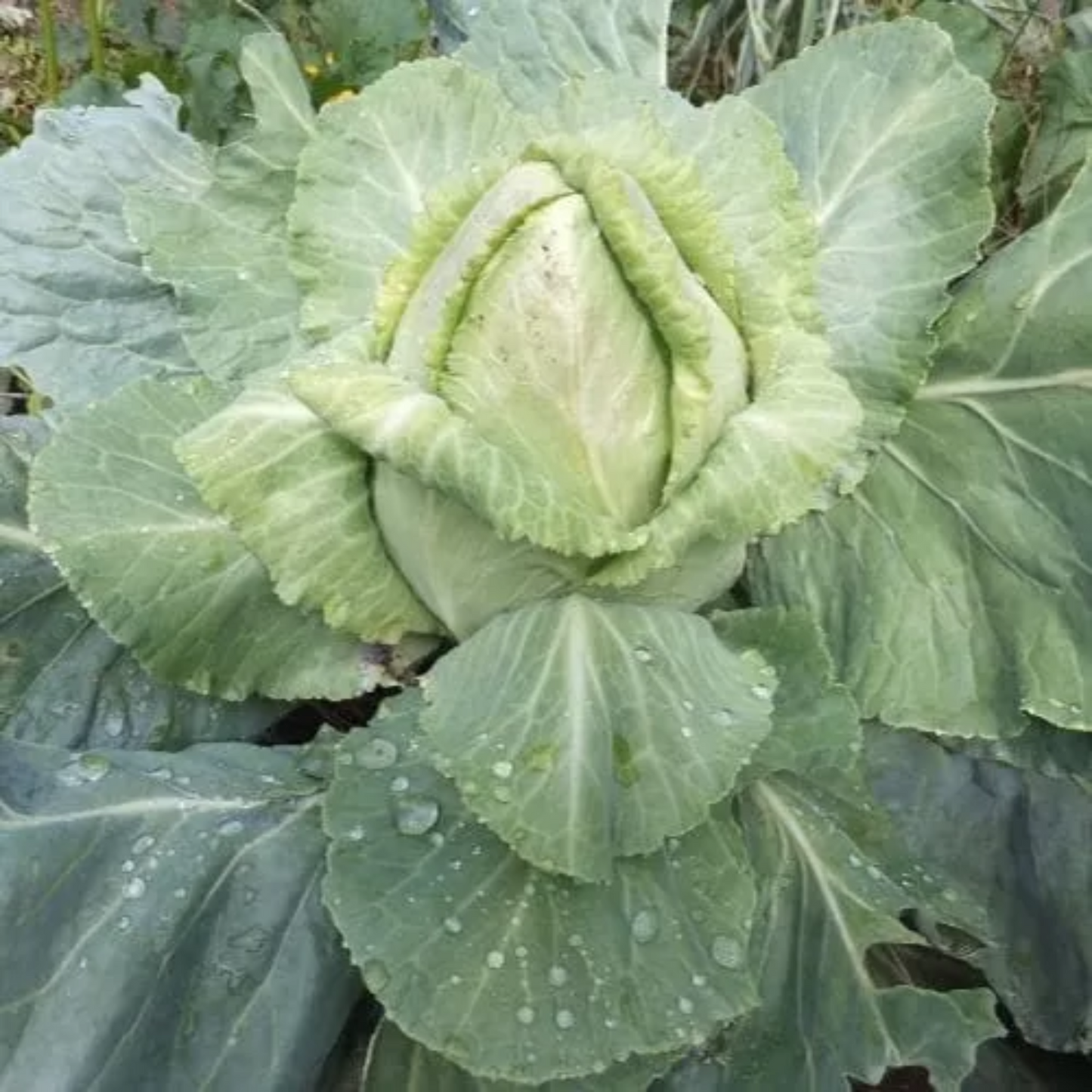 Cabbage - Brassica Olearacea L. - Cavolo Cappuccio Cuor di Bue Grosso Seeds