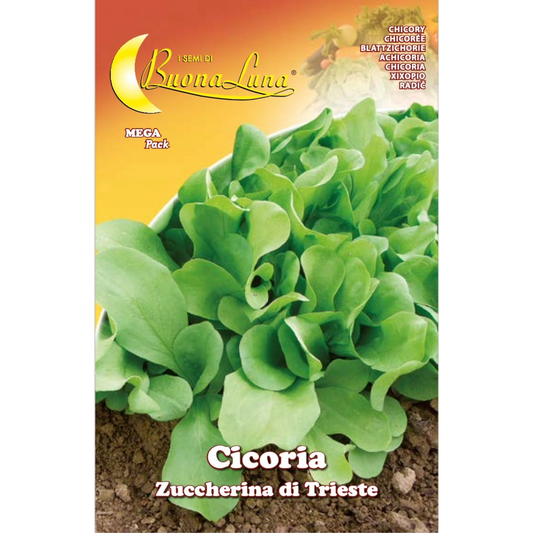 Buona Luna Trieste Sweet Chicory - Cichorium Intybus - Cicoria Zuccherina di Trieste Seeds