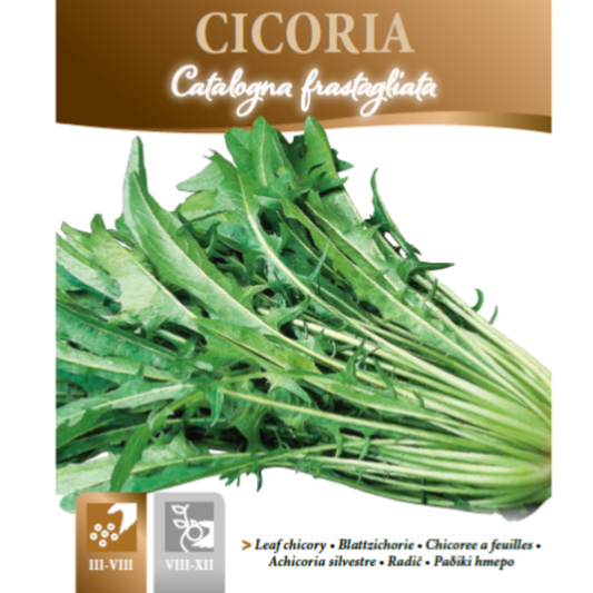 Jagged Chicory - Cicoria Catalogna Frastagliata