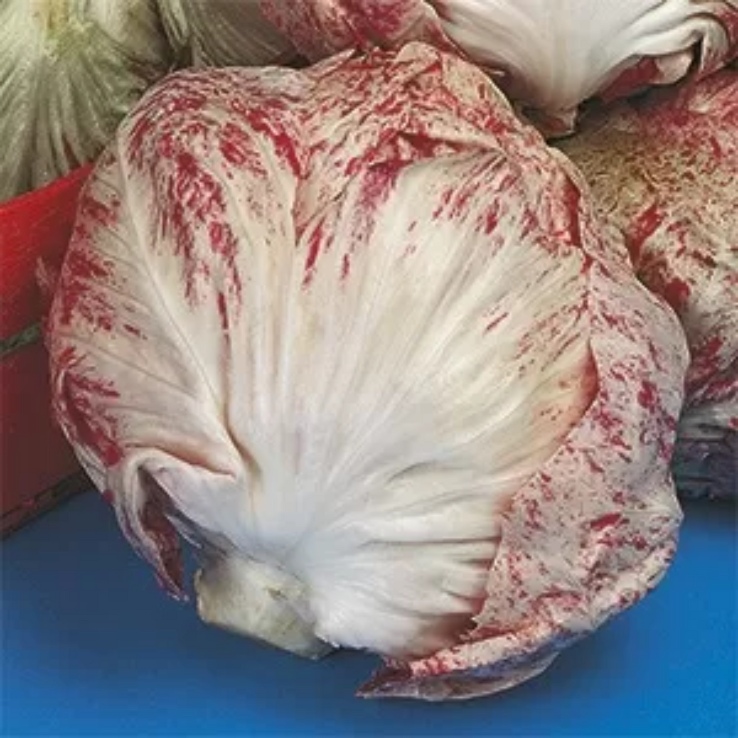 Chioggia Chicory - Cichorium Intybus - Cicoria Variegata di Chioggia Seeds